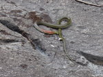 澗中一條仙游的紅脖游蛇, 又叫紅脖頸槽蛇, 有毒
DSC01000