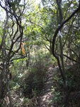 茶壺脊落山路, 中途一段平緩林蔭路, 可以舒緩一下
DSC01229