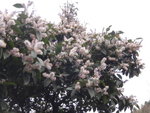 徑旁一開滿白花的樹
DSC02751
