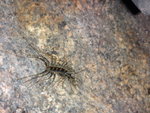 洞頂間有此種蜈蚣 - 原來是蜈蚣近親 "蚰蜒"
DSC03652