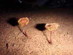 地上有此等菇菇, 有隊友叫佢"金菇"因為有水珠時睇落金色
DSC03670