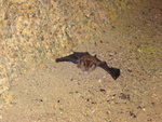 小蝙蝠展翅
DSC03677