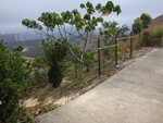 中途轉左落黃泥路
DSC04036