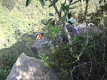 回望見黃Sir在正攀中, 小心呀
DSC04414