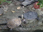 池中兩隻大龜龜
DSC06430b