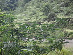 路旁一棵長滿小白花的植物
DSC08165a