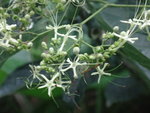 似係大青(mayflower glorybower)&#22083;
DSC08167