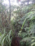 重變樹林草叢
DSC08174