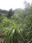 越行越密, 其實有路只是被兩旁植物遮蔽
DSC08175