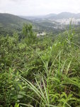 又跣又企重又密添, 還好兩旁有植物可扶借力
DSC08181