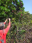 路旁一樹長滿海芒果, 全株含有白色有毒乳液，而當中種子毒性為最強. 果實初綠色, 成熟變紫色
DSC09467