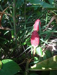 野竽 ?
DSC00179