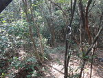 中途離大路轉右入林中小徑
DSC00855