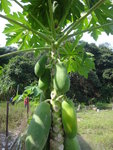 木瓜樹, 好大的木瓜哩
DSC01488