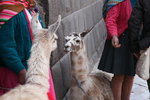 Llama 駱馬又叫草泥馬, llama的耳朵有點像香蕉，彎彎的, 而且短毛.  Alpaca羊駝的耳朵是直的及長毛

IMG_0378