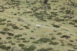 羊鴕 Alpaca
IMG_1373