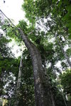 Brazilian Nut tree (Bertholletia excelsa)
IMG_2996