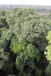 37m高的Canopy Tower頂下望Brazilian Nut 
Tree
IMG_3051