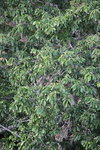 見到Brazilian Nut Tree 的果實(相中間圓形果實), 果就在圓形果內
IMG_3052