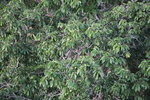 Brazilian Nut Tree
IMG_3053