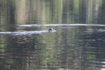 水瀨(Otter)
IMG_3221