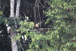 南美麝雉(Hoatzin)
IMG_3261