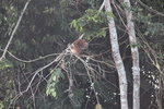 南美麝雉(Hoatzin)
IMG_3264