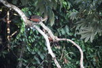 南美麝雉(Hoatzin)
IMG_3288