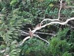 南美麝雉(Hoatzin)
IMG_3294