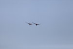 在天空中飛的金剛鸚鵡
IMG_3401