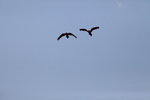 在天空中飛的金剛鸚鵡
IMG_3406