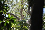 抬頭望見樹中有隻金剛鸚鵡
IMG_3414