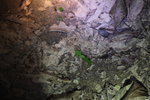 地上葉在動, 其實葉下面是有黑蟻在搬動
IMG_3590