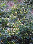 不知名植物
IMG_3829