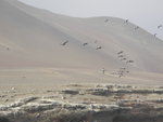 這一處神秘的海岸山坡仙人掌大地畫,很遺憾的被秘魯人稱之為 Candelabro. 而國際人士也將Candelabro 一語毫不加思索的直接翻譯成他們的語言, 那就是: 蠟燭台.
IMG_3946