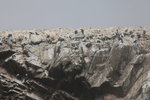 抵鳥島(Ballestas Island)
IMG_3955