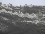 IMG_3979