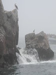 鳥島(Ballestas Island)
IMG_3981