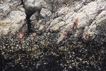鳥島(Ballestas Island)海邊有紅蟹
IMG_4018b