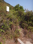吊燈籠東脊路落山抵犁頭石往三椏村的山路轉左
DSC02920