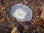 被潮退遺留在石灘的水母
DSC02975