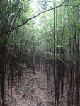 黃竹洋古道中的竹林小徑
DSC04798