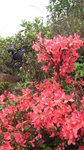 途中經一盛開的映山紅杜鵑花叢
IMG_0047
