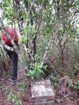 終於上到長連山頂(344m)的標高柱
IMG_0715