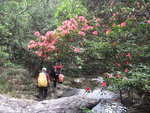 間中還見到映山紅杜鵑花, 己經四月中還很盛放
IMG_1614
