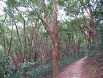 過鐵欄後山路平緩易走
IMG_1633