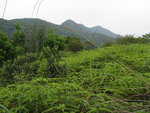 右望芬箕托及吊燈籠
IMG_3088