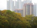 天橋上右望見曉峰園及出滿小黃花的台灣相思樹
IMG_3401
