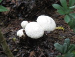 路旁又大又白的野菇
IMG_4587