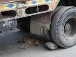 竟然有隻狗在一大貨車底&#30611;覺
SK_00107